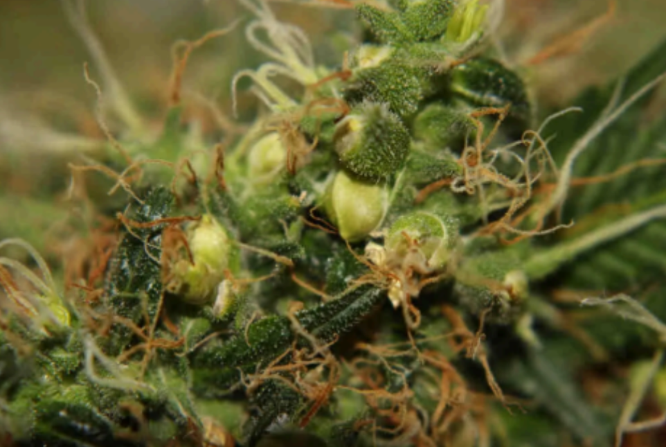a female cannabis flower that has been pollinated as the seeds mature .png